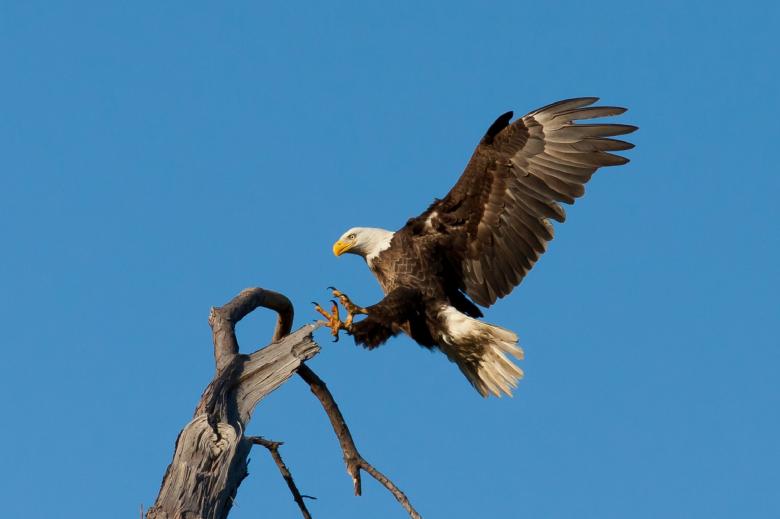 Free stock image of Bald Eagle created by Pixabay