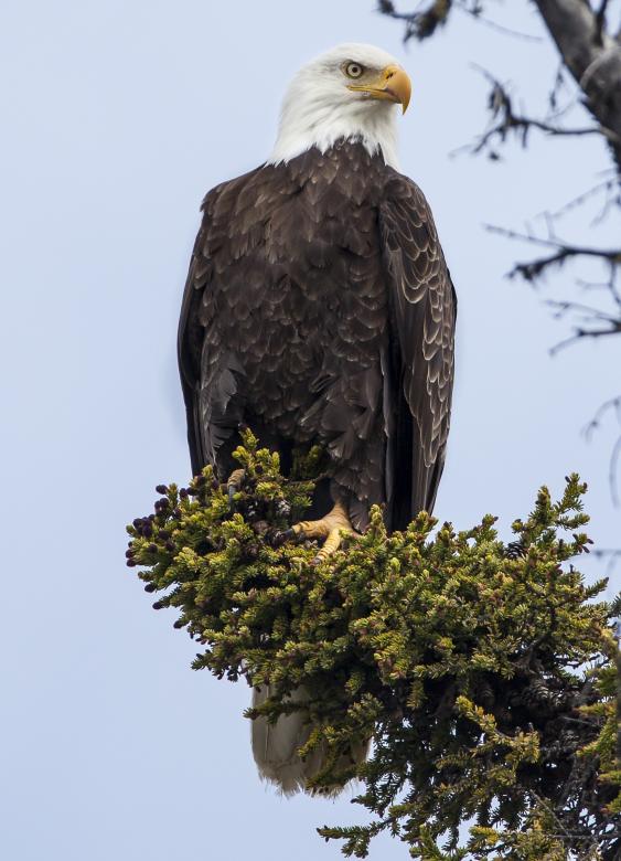 Free stock image of Bald Eagle created by Pixabay