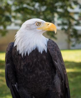 Bald Eagle - Free Stock Photo