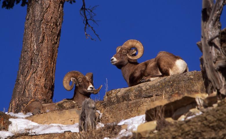 Free stock image of Bighorn Sheep created by Pixabay