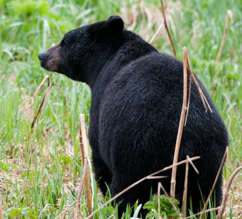 Free stock image of Black Bear created by Pixabay