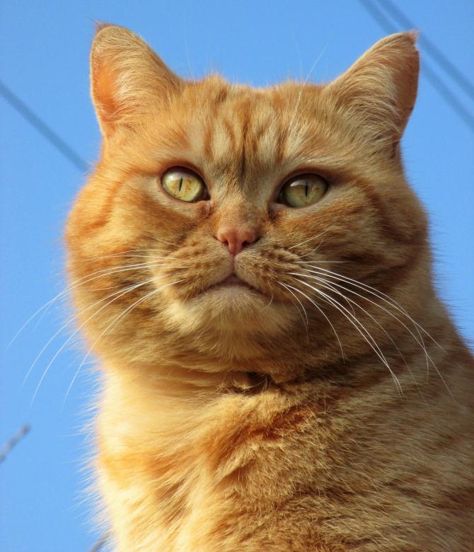 Free stock image of Pet Cat created by Pixabay