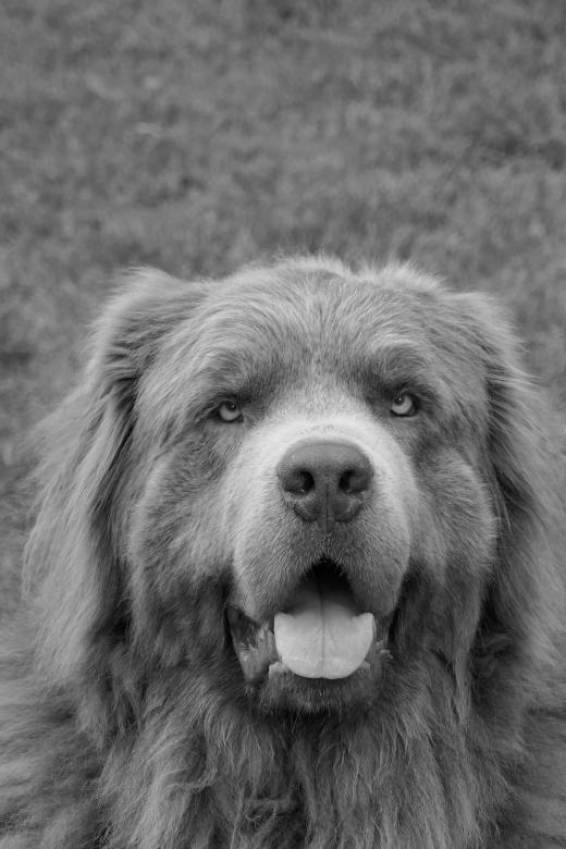 Free stock image of Pet Dog created by Pixabay
