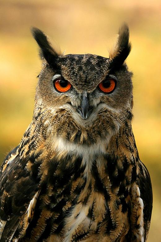 Free stock image of Eurasian Eagle Owl created by Pixabay