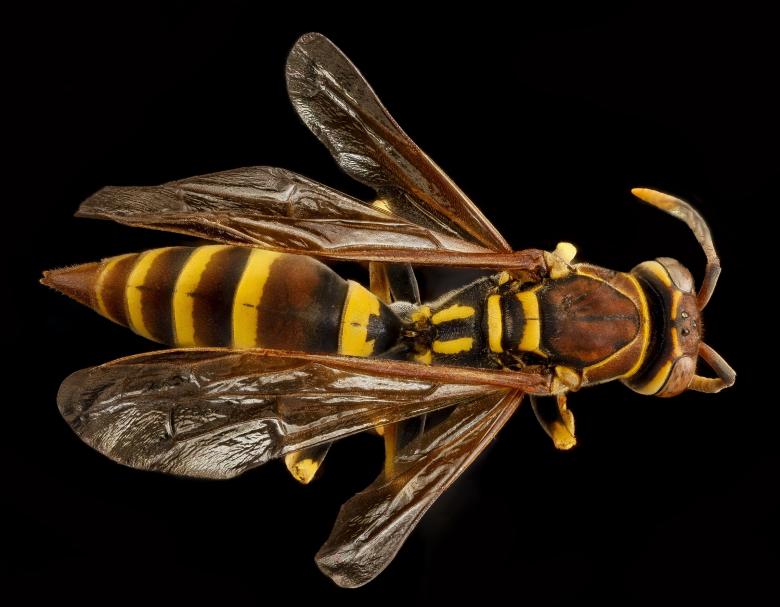 Free stock image of European Paper Wasp created by Pixabay