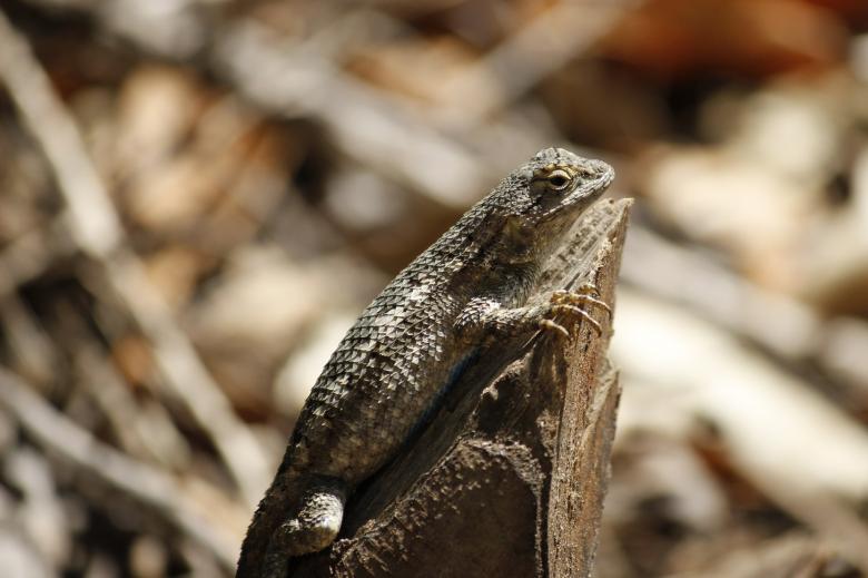 Free stock image of Fence Lizard created by Pixabay