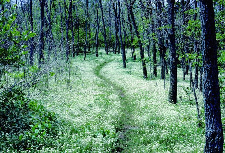 Free stock image of Lush Forest created by Pixabay