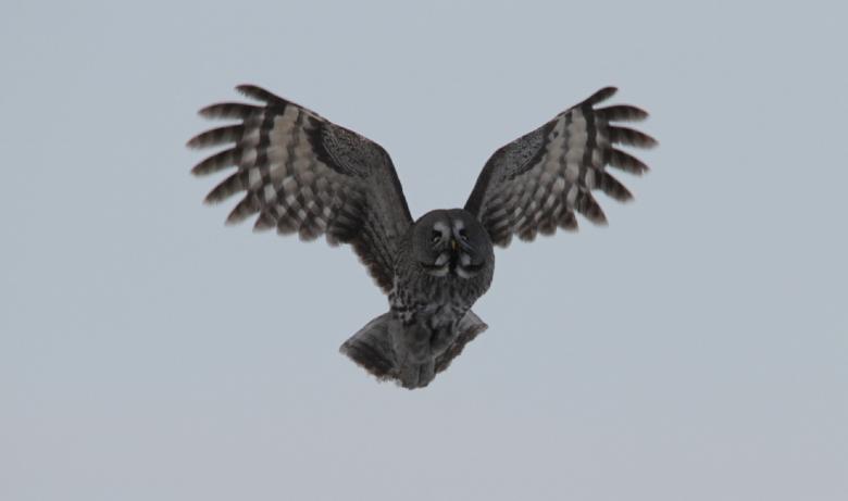 Free stock image of Great Grey Owl created by Pixabay