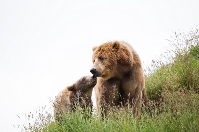 Free stock image of Kodiak Brown Bears created by Pixabay