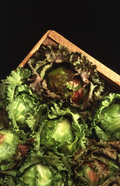 Free stock image of Fresh Lettuce created by Pixabay