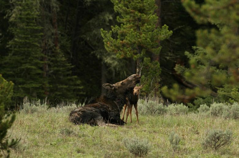 Free stock image of Wild Moose created by Pixabay