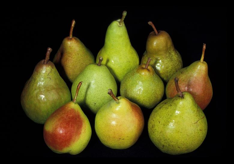 Free stock image of Fresh Pears created by Pixabay