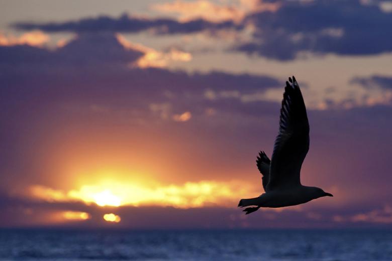 Free stock image of Seagull Flying created by Pixabay