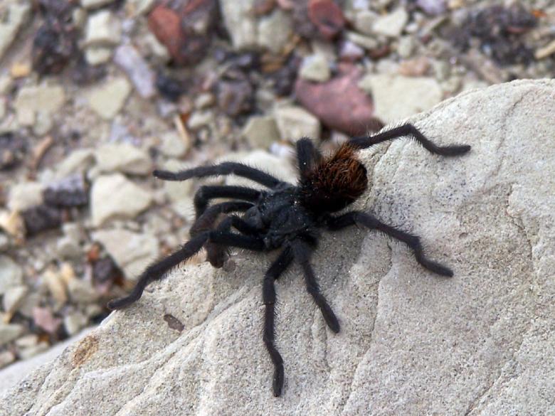 Free stock image of Black Spider created by Pixabay