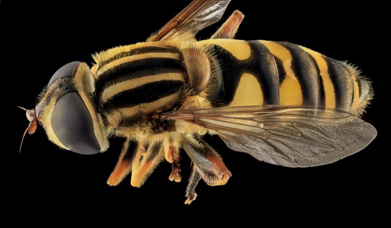 Free stock image of Striped Hover Fly created by Pixabay