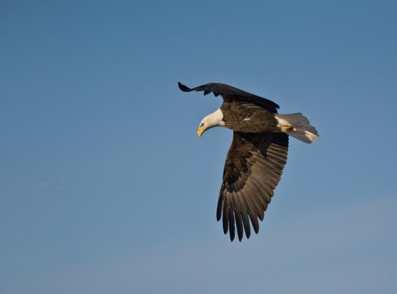 Free stock image of Bald Eagle created by Pixabay