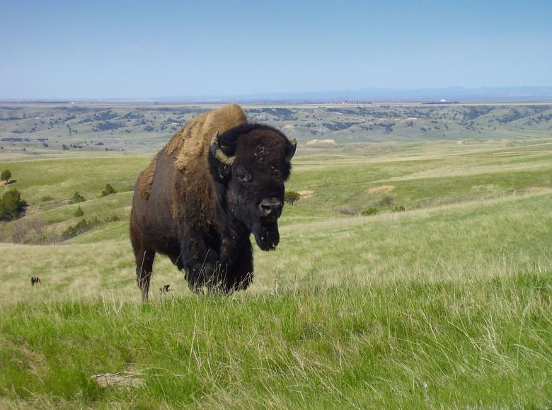 Free stock image of Wild Bison created by Pixabay