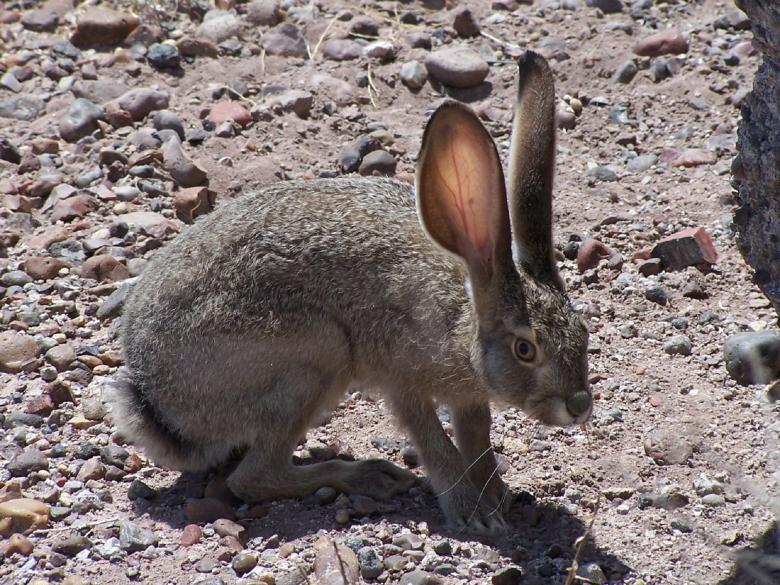 Free stock image of Black Tailed Jackrabbit created by Pixabay