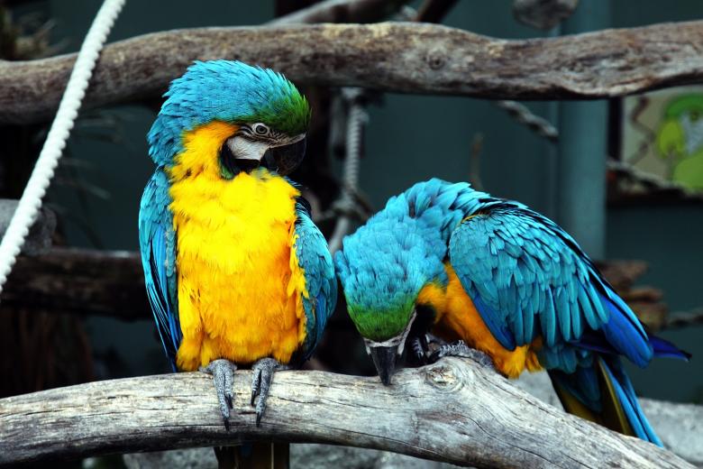 Free stock image of Blue and Yellow Macaws created by Pixabay