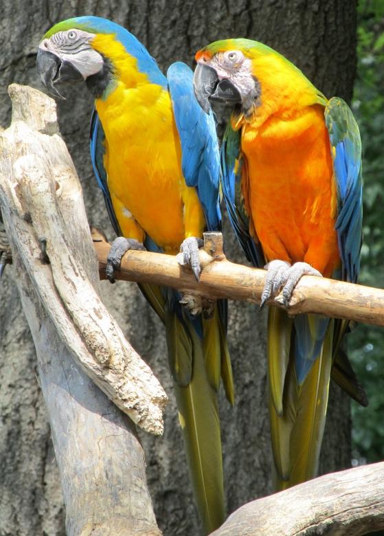 Free stock image of Blue and Yellow Macaws created by Pixabay