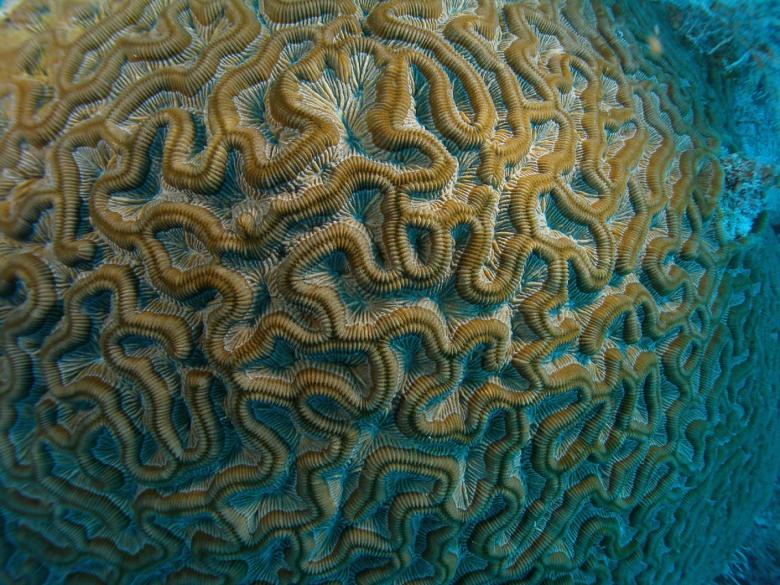 Free stock image of Brain Coral created by Pixabay