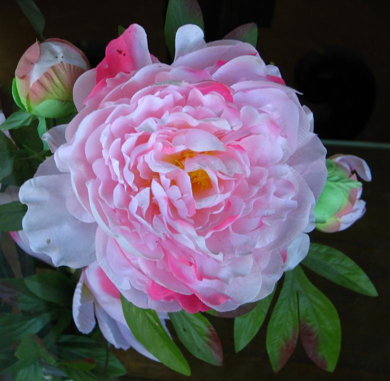 Free stock image of Fresh Camellia created by Pixabay