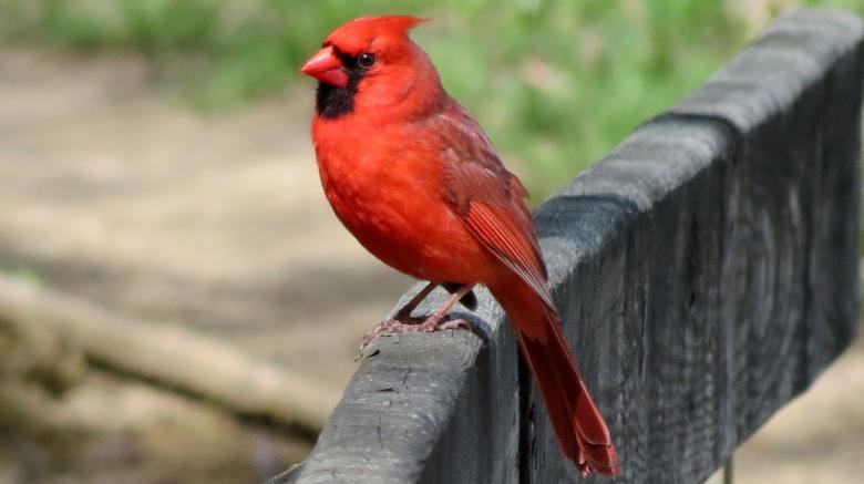 Free stock image of Northern Cardinal created by Pixabay