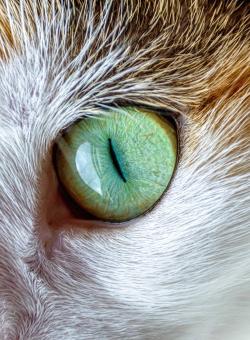 Cat Eye - Free Stock Photo