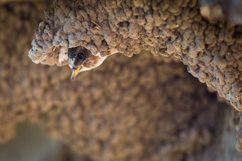 Free stock image of Cliff Swallow created by Pixabay