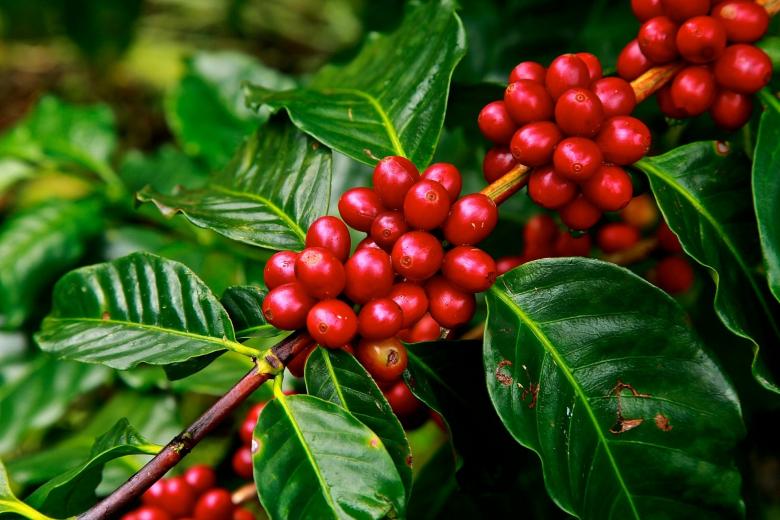 Free stock image of Coffee Beans created by Pixabay