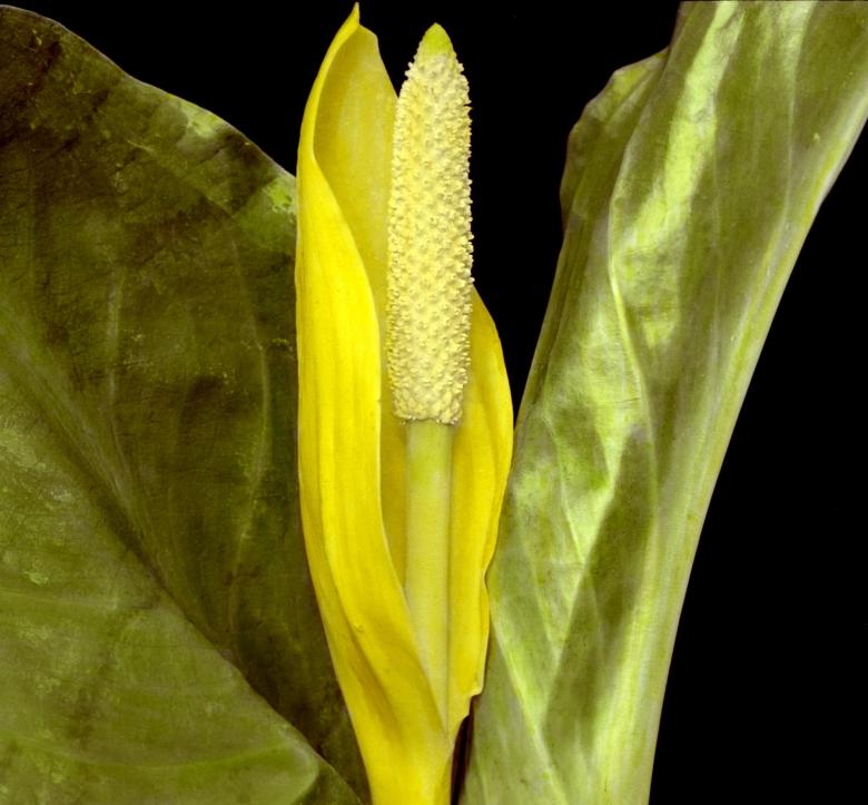 Free stock image of Flower Plant created by Pixabay