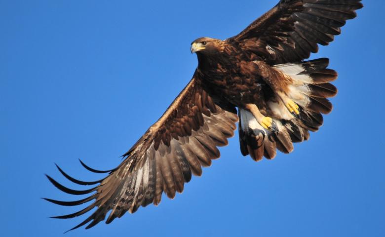 Free stock image of Golden Eagle created by Pixabay
