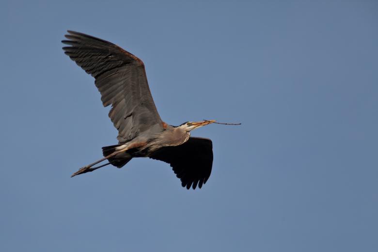 Free stock image of Blue Heron created by Pixabay