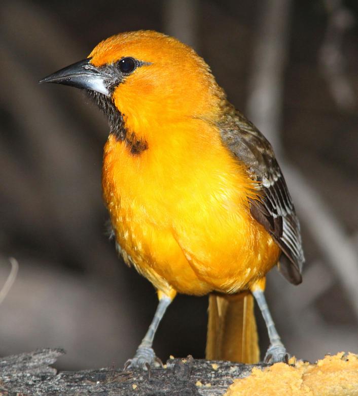 Free stock image of Hooded Oriole created by Pixabay