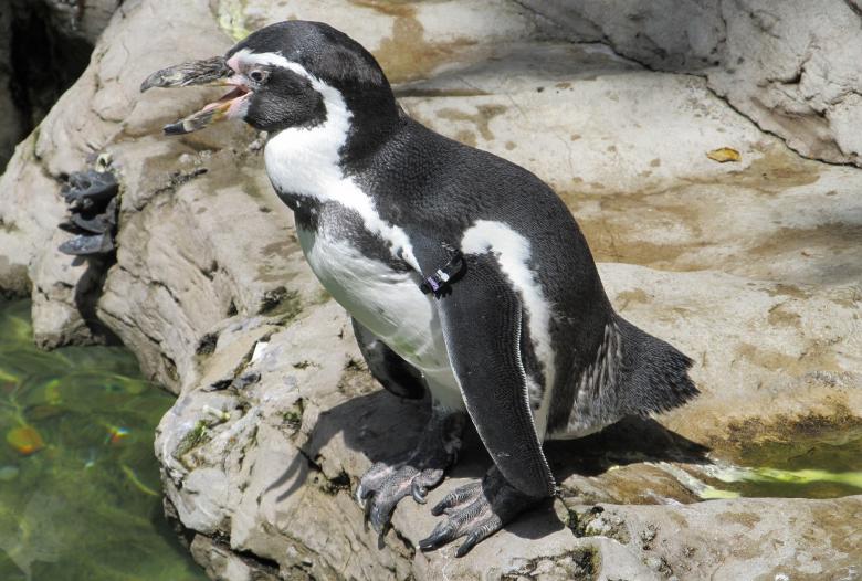 Free stock image of Humboldt Penguin created by Pixabay