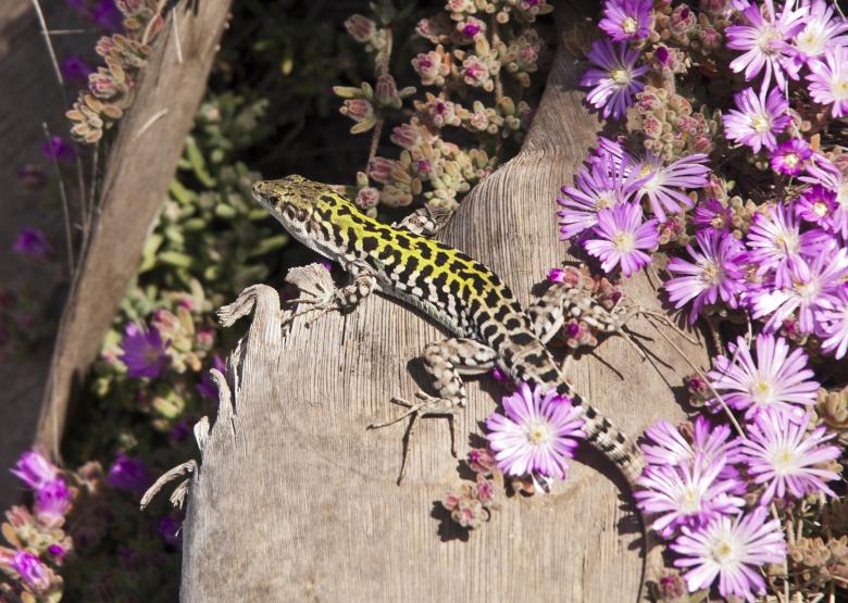 Free stock image of Italian Wall Lizard created by Pixabay