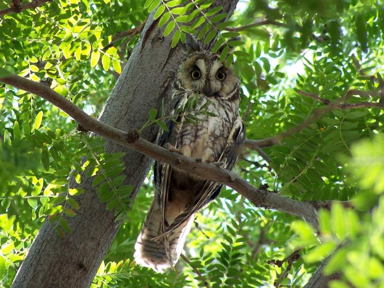 Free stock image of Long Eared Owl created by Pixabay