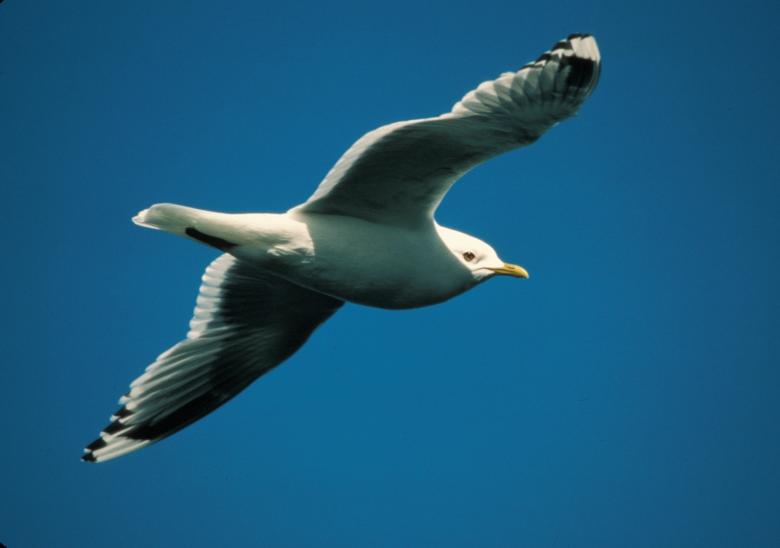 Free stock image of Mew Seagull created by Pixabay