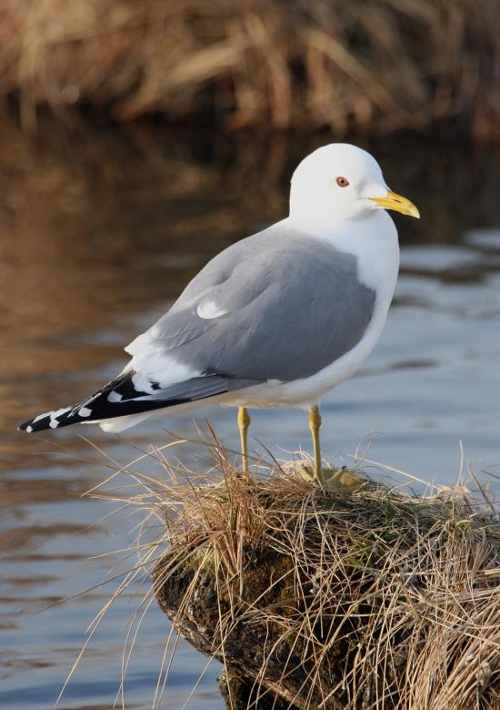 Free stock image of Mew Seagull created by Pixabay