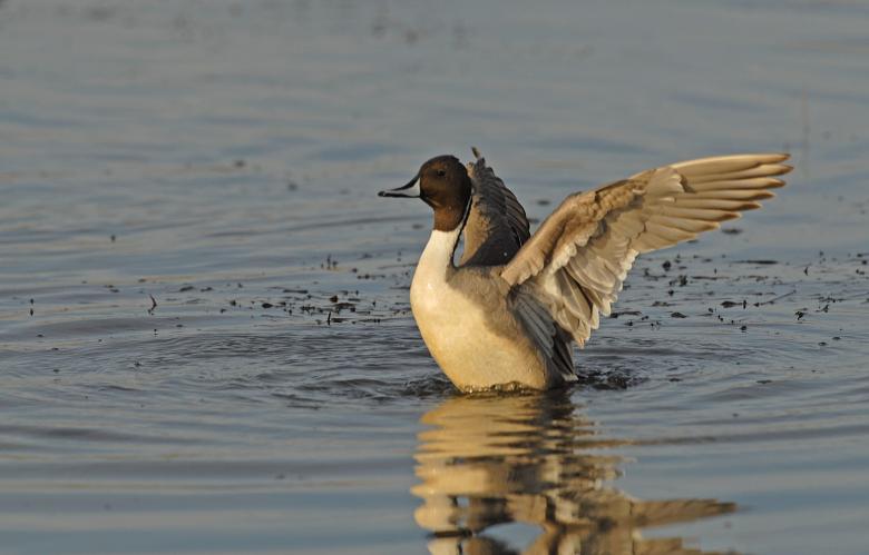 Free stock image of Pintail Duck created by Pixabay