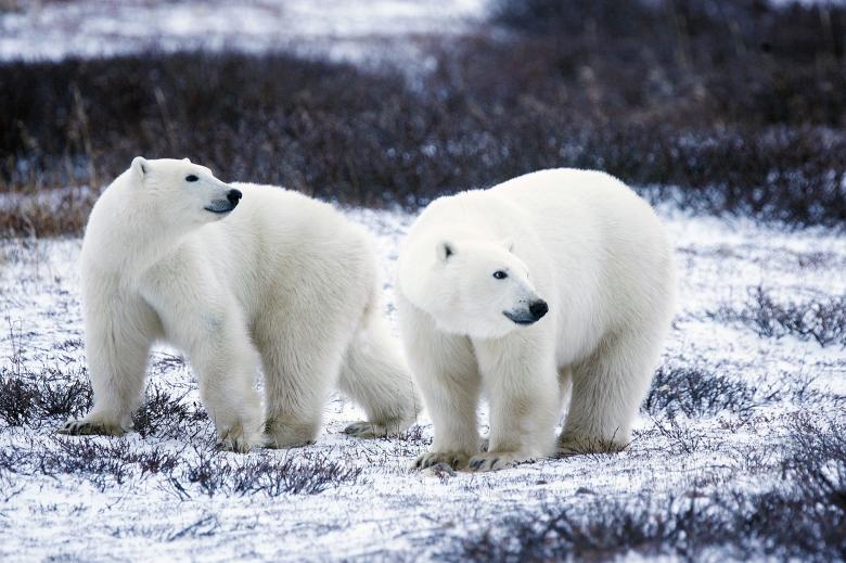 Free stock image of Polar Bears created by Pixabay