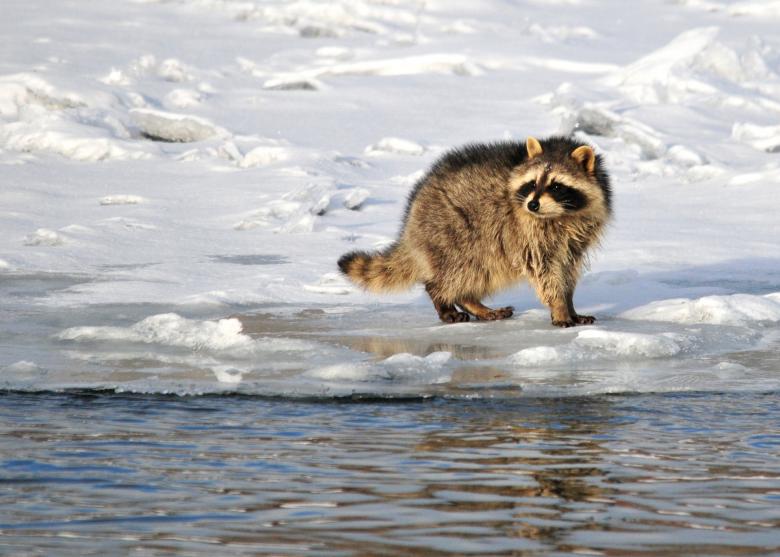 Free stock image of Wild Raccoon created by Pixabay