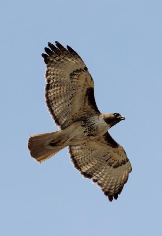 Free stock image of Red Tailed Hawk created by Pixabay