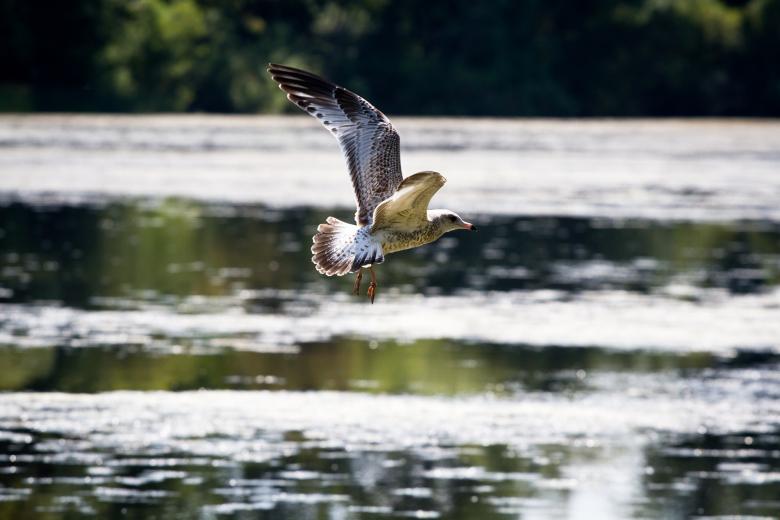 Free stock image of Seagull Flying created by Pixabay