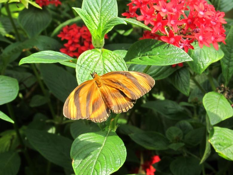 Free stock image of Striped Tiger Butterfly created by Pixabay