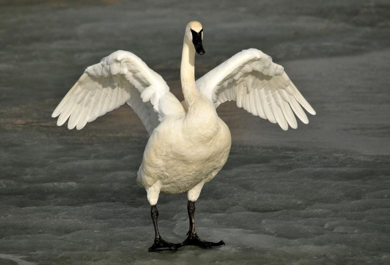 Free stock image of Trumpeter Swans created by Pixabay