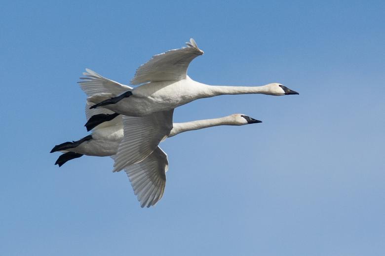 Free stock image of Trumpeter Swans created by Pixabay