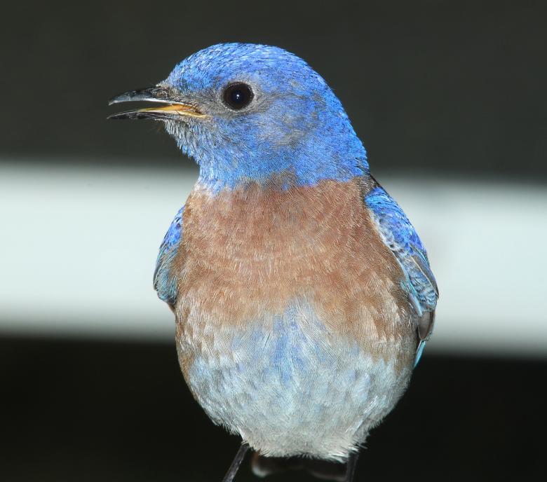 Free stock image of Western Bluebird created by Pixabay