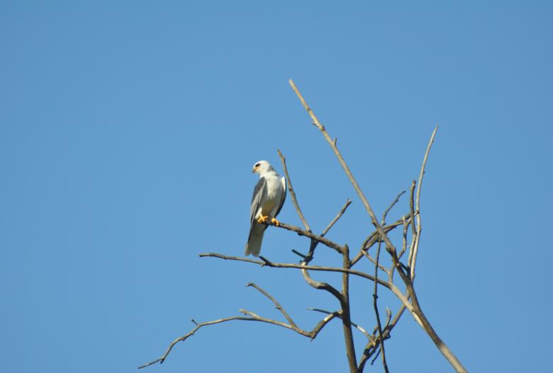 Free stock image of White Tailed Kite created by Pixabay