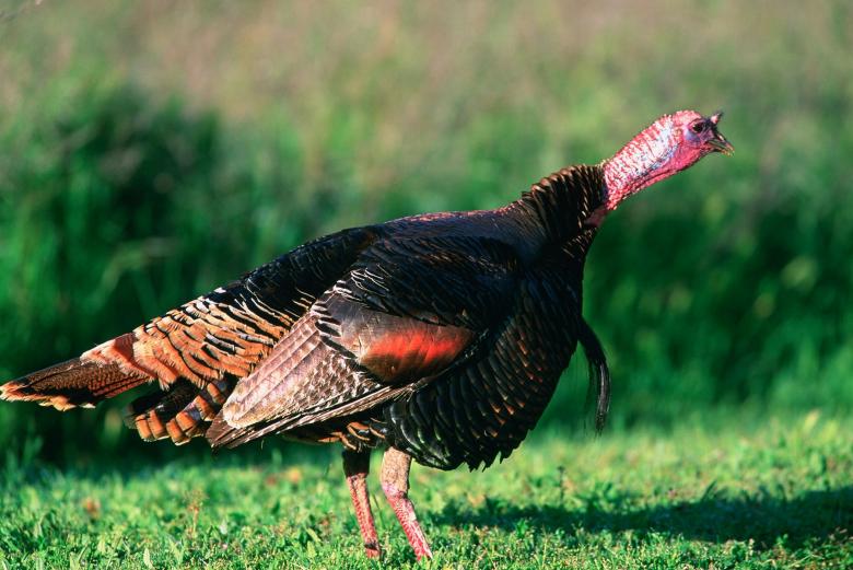 Free stock image of Wild Turkey created by Pixabay
